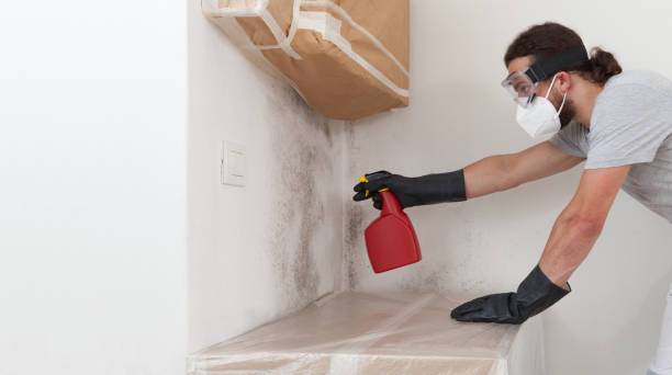 Professional Basement Mold Remediation technician working in Bolingbrook, IL