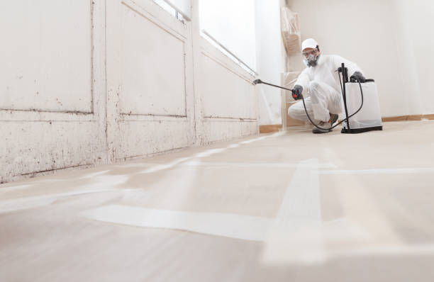 24/7 Emergency Basement Mold Remediation experts in Bolingbrook, IL